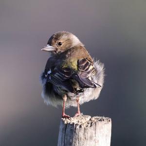 Eurasian Chaffinch