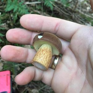 Bay Bolete