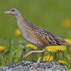 Corncrake