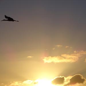 White Stork