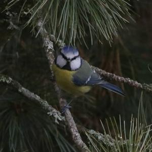 Blue Tit