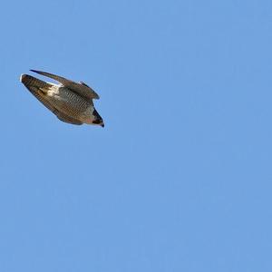 Peregrine Falcon