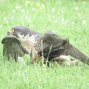 Peregrine Falcon