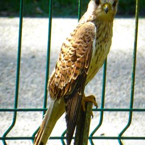 Common Kestrel