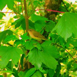 Common Chiffchaff