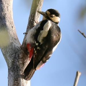 Great Spotted Woodpecker