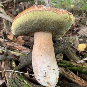 Bay Bolete