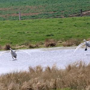 Höckerschwan