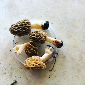 Yellow Morel