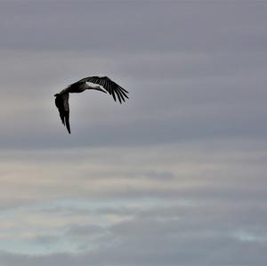 White Stork