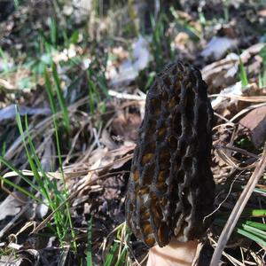 Black Morel