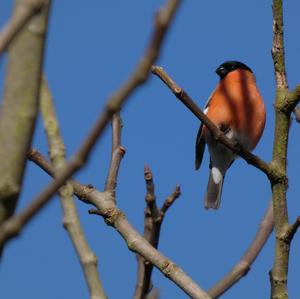 Eurasian Bullfinch