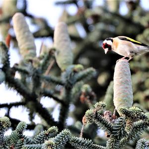 European Goldfinch