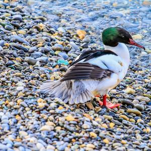 Common Merganser