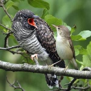 Marsh Warbler