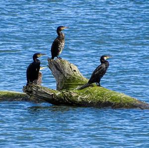 Great Cormorant