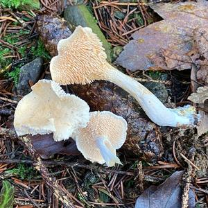 Hedgehog Fungus, Common