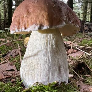 King Bolete