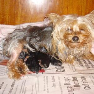 Yorkshire Terrier