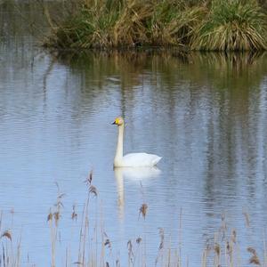 Whooper Swan