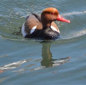 Red-crested Pochard