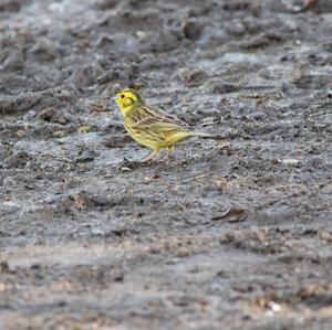 Yellowhammer