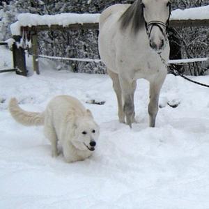 Berger Blanc Suisse