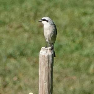 Red-backed Shrike