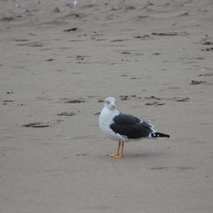 Lesser Black-backed Gull