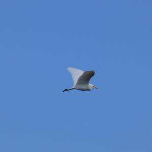 Cattle Egret