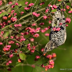 Common Starling