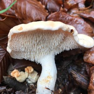 Hedgehog Fungus, Common