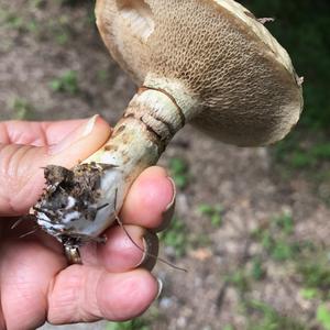 Grey Larch Bolete