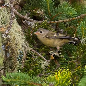 Goldcrest