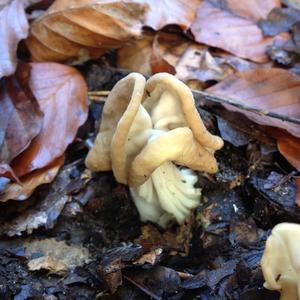 Fluted White Helvella