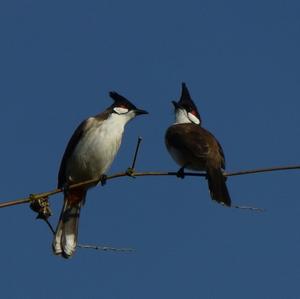 Red-whiskered Bulbul