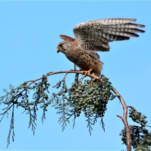 Common Kestrel