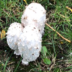 Shaggy Mane