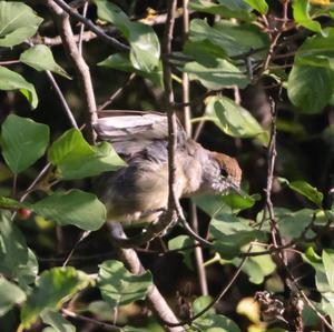 Blackcap