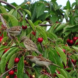 House Sparrow