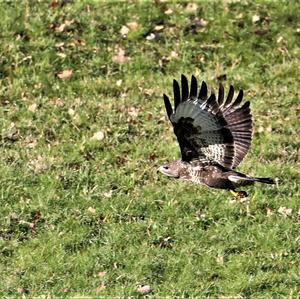 Mäusebussard