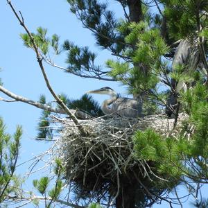 Great Blue Heron