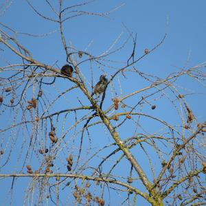 Common Starling