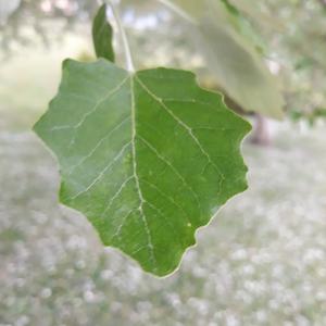 Unknown Species