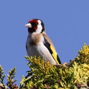 European Goldfinch