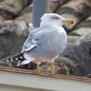 Herring Gull