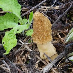 Yellow Morel