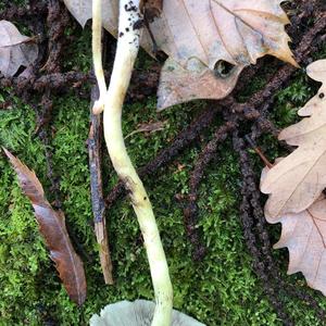 Smoky-gilled Hypholoma