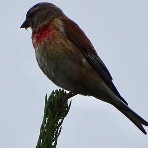 Eurasian Linnet