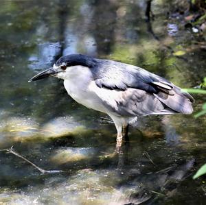 Black-crowned Night-heron